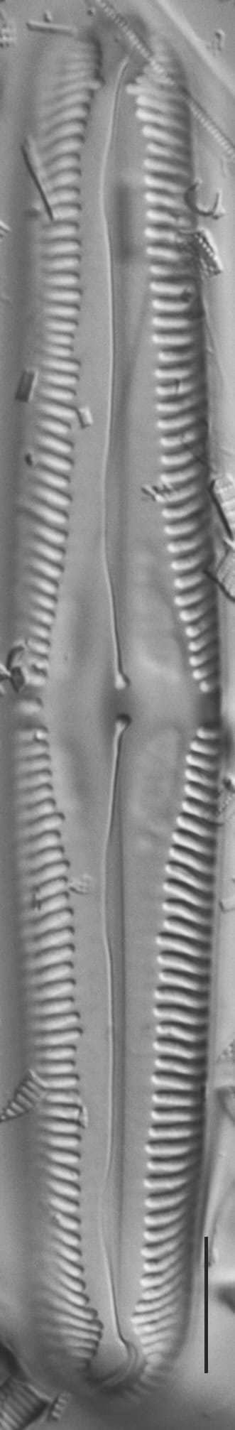 Pinn macilenta ANSP GC15391b 05