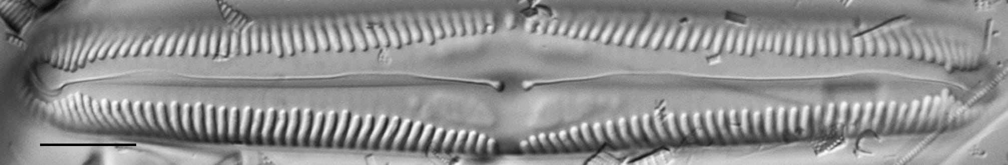 Pinnularia macilenta LM3