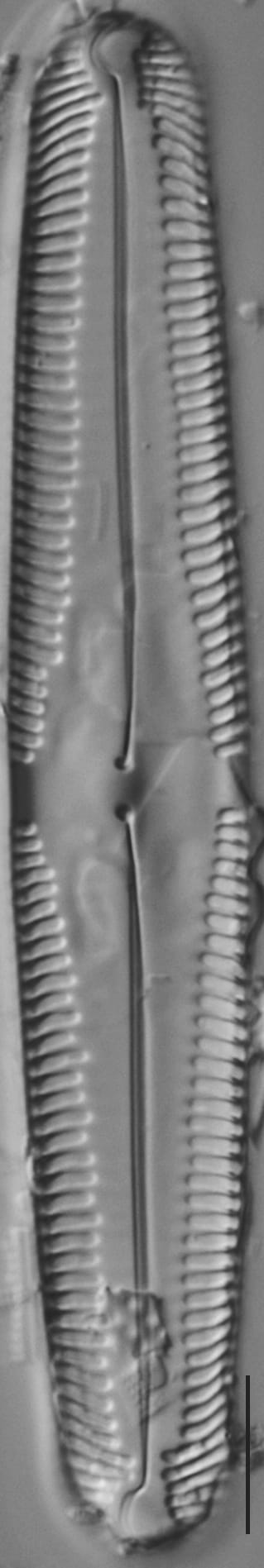 Pinn macilenta ANSP GC15391b 07