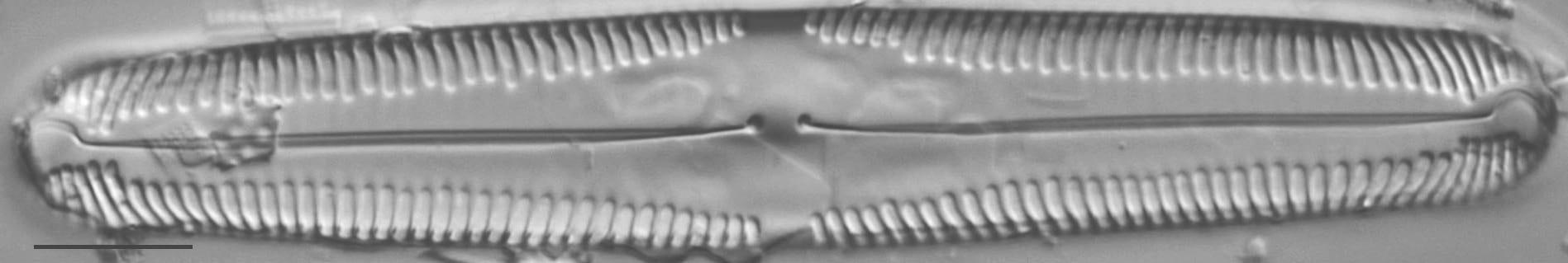 Pinnularia macilenta LM4