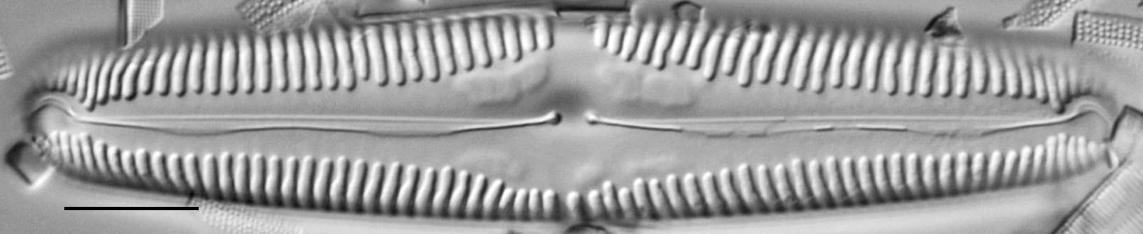 Pinnularia macilenta LM5