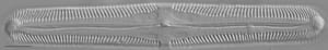 Pinnularia macilenta LM6