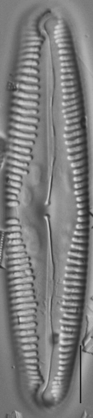 Pinn macilenta ANSP GC15391b 15