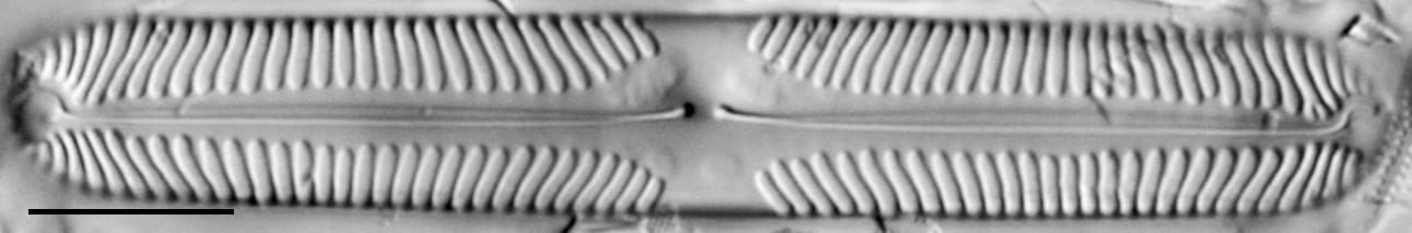 Pinnularia subgibba var. sublinearis LM4