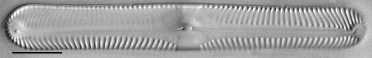 Pinnularia subgibba var. sublinearis LM2