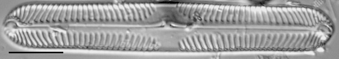 Pinnularia subgibba var. sublinearis LM3