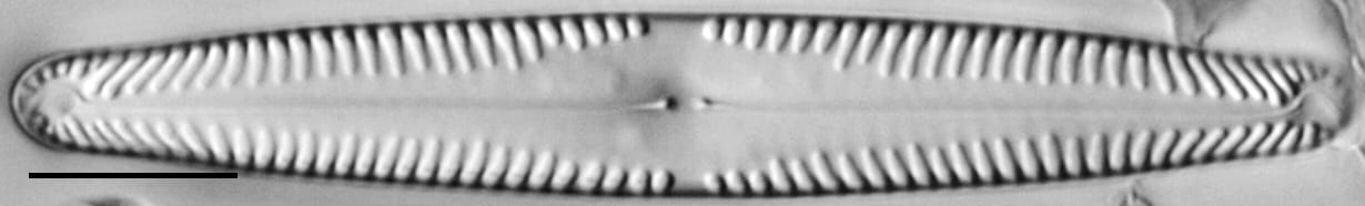 Pinnularia subgibba var. lanceolata LM2