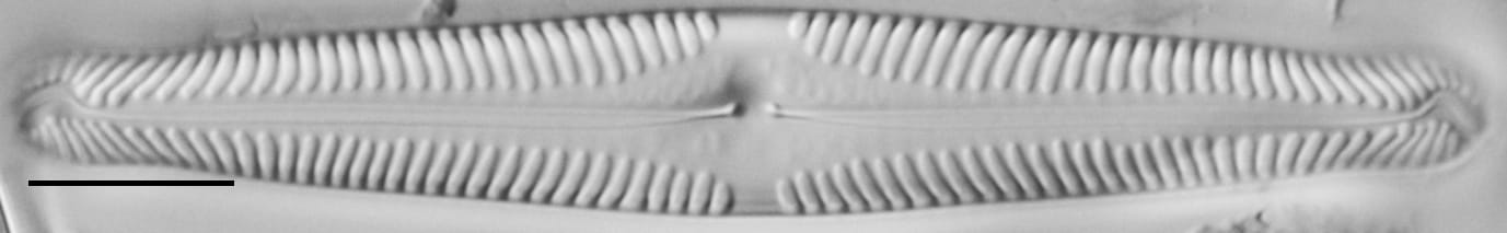 Pinnularia subgibba var. lanceolata LM4