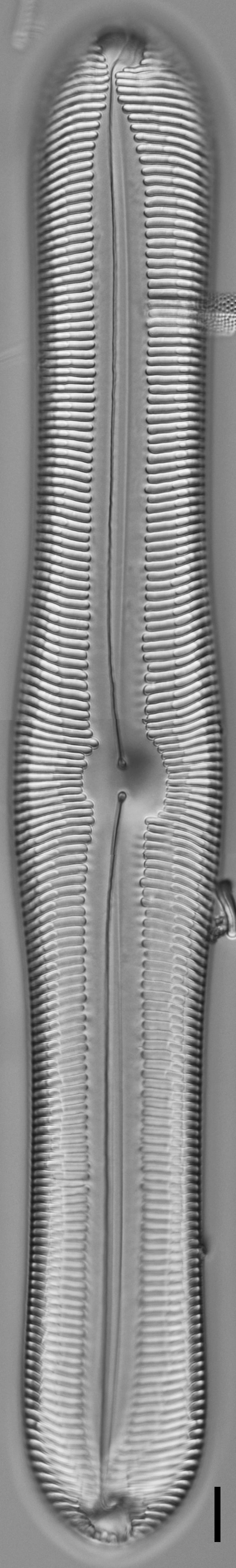 Pinnularia ectorii LM3