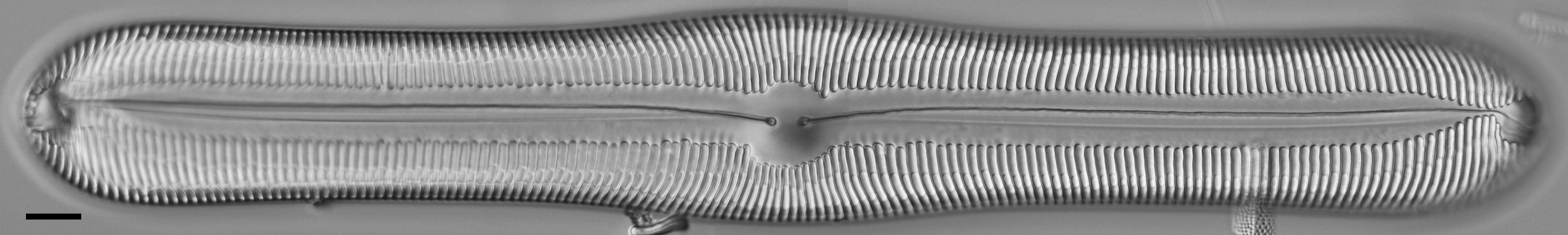 Pinnularia ectorii LM3