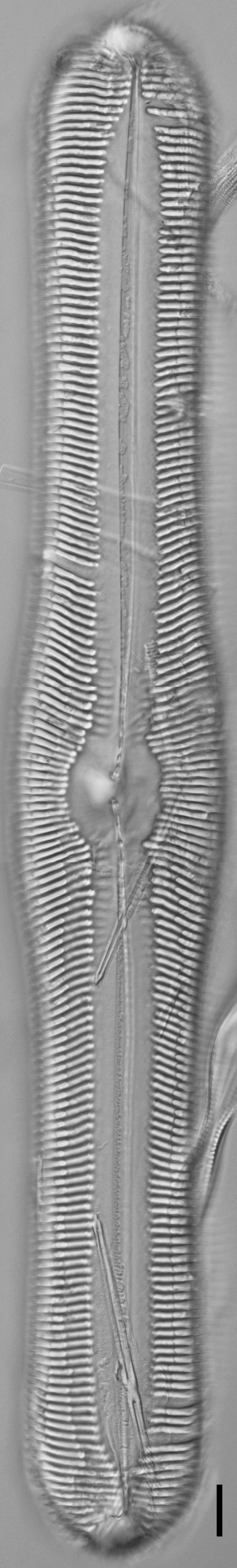 Pinnularia ectorii LM6