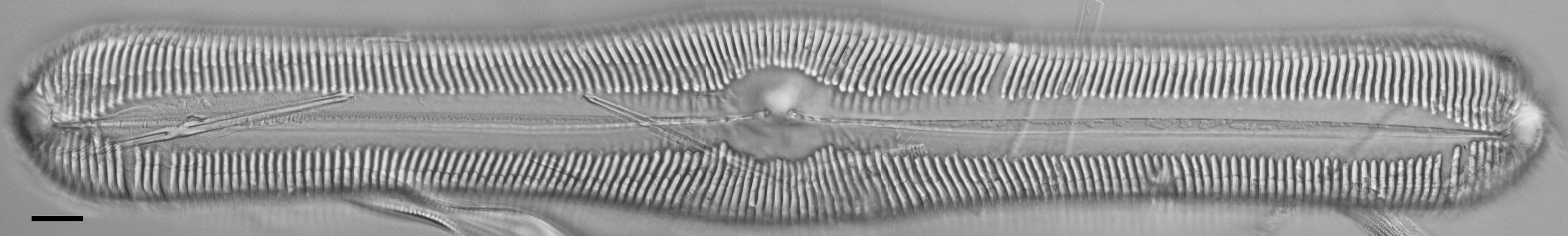 Pinnularia ectorii LM6