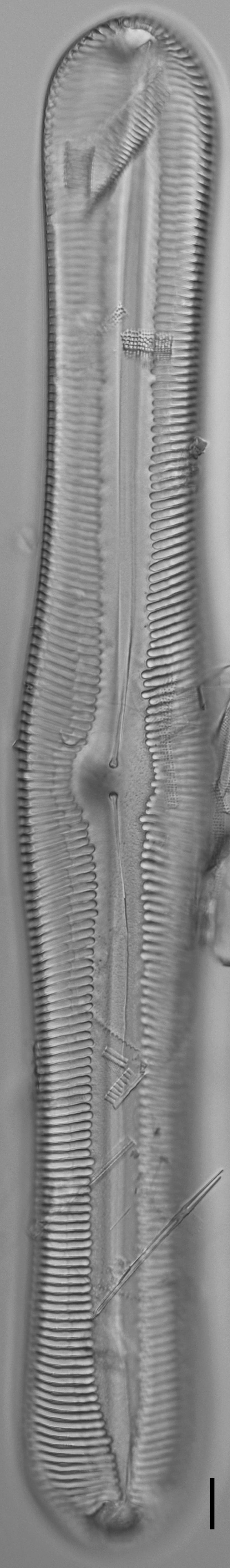 Pinnularia ectorii LM5