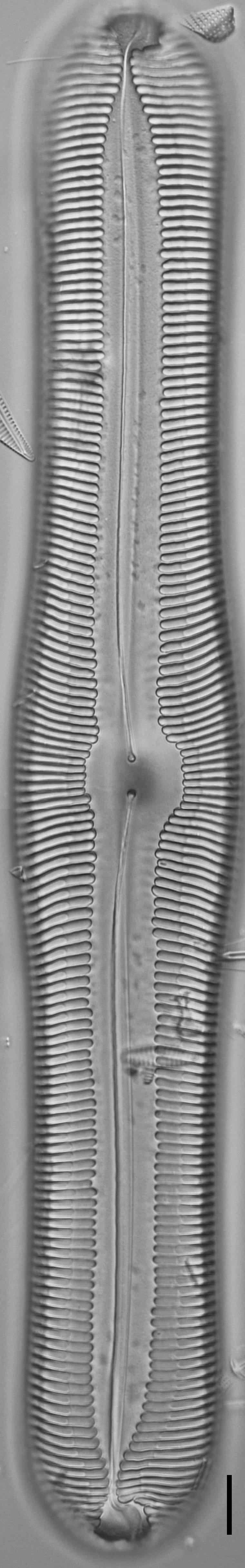 Pinnularia ectorii LM1