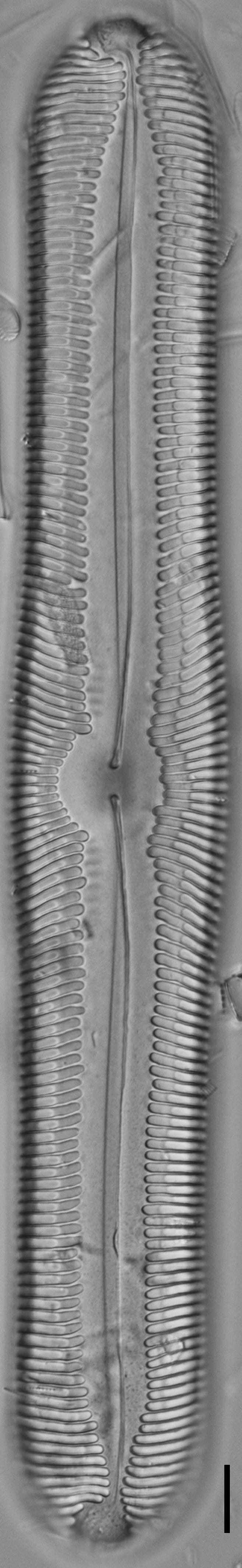 Pinnularia ectorii LM2