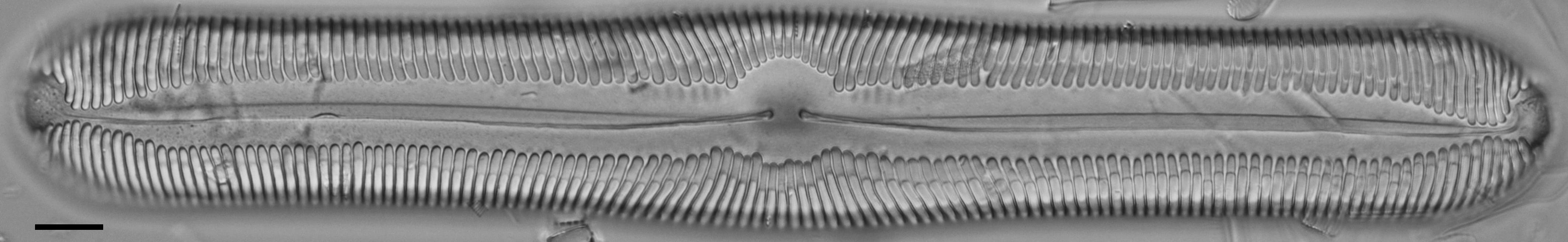 Pinnularia ectorii LM2