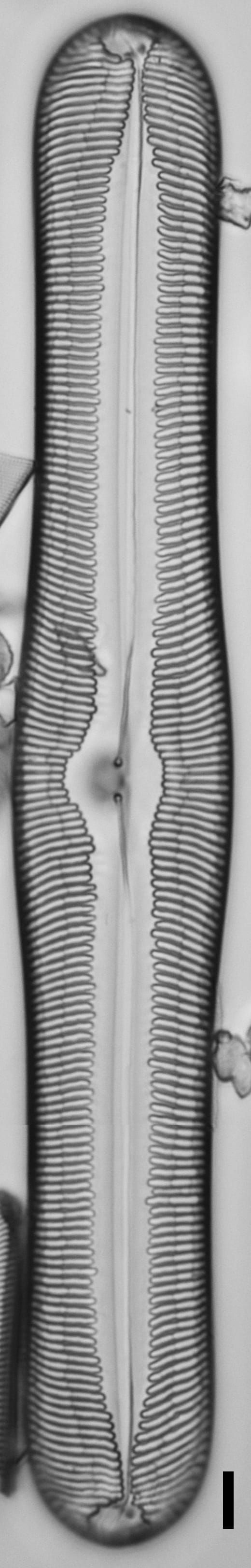 Pinnularia ectorii LM4