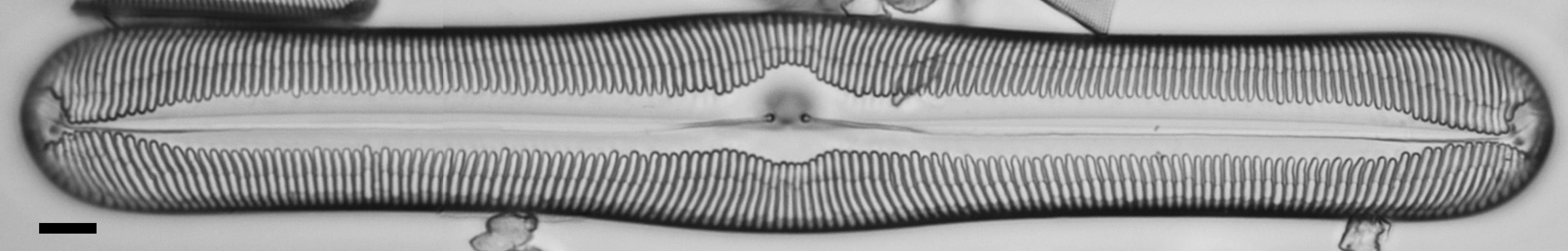 Pinnularia ectorii LM4