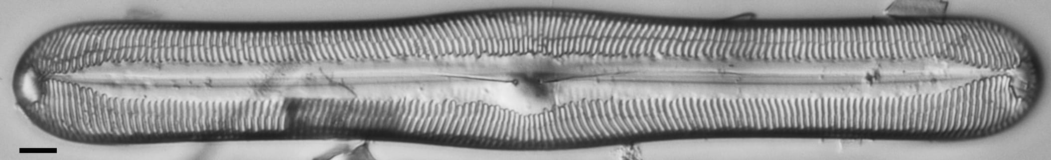 Pinnularia ectorii LM6