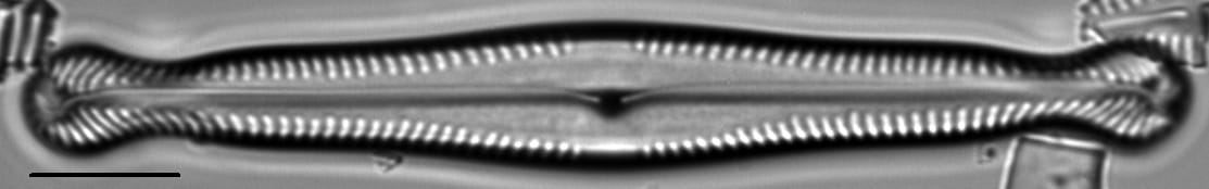 Pinnularia polyonca LM5