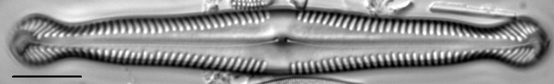 Pinnularia polyonca LM4