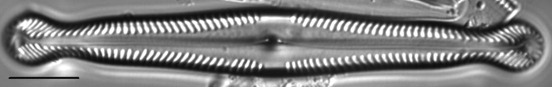Pinnularia polyonca LM3