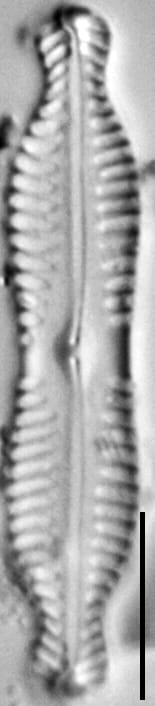 Pinnularia bigibba LM1