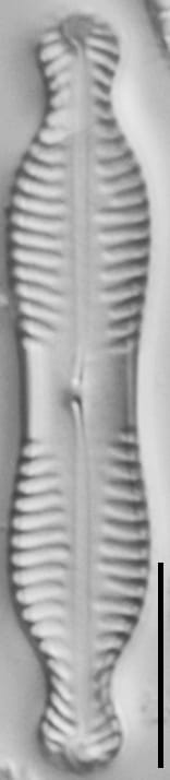 Pinnularia bigibba LM2