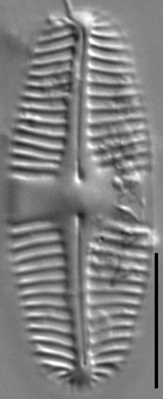 Pinnularia birnirkiana LM7