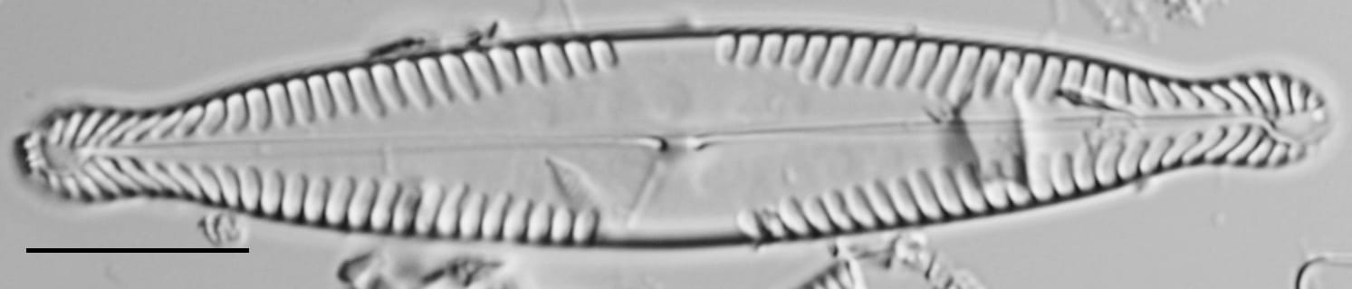 Pinnularia brauniana LM3