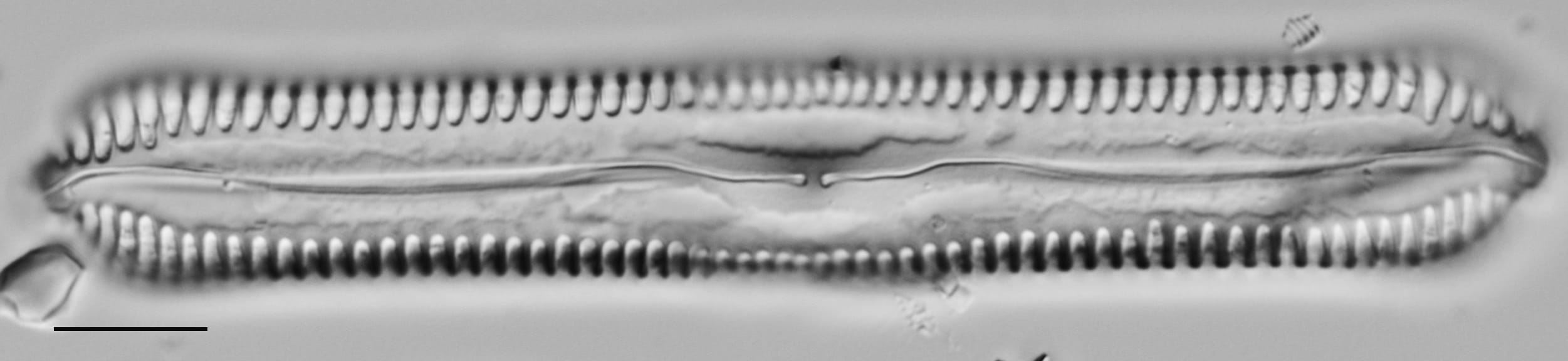 Pinnularia cuneicephala LM5