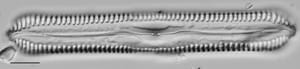 Pinnularia cuneicephala LM5