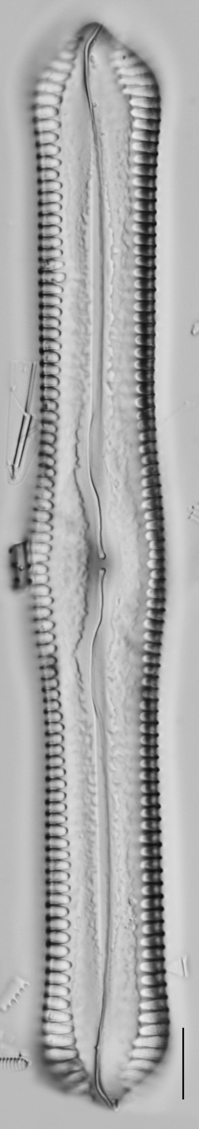 Pinnularia cuneicephala LM4