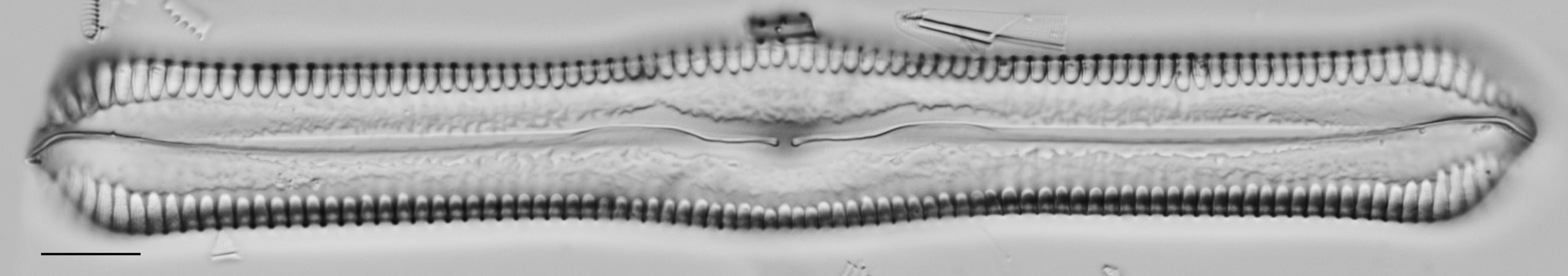 Pinnularia cuneicephala LM4