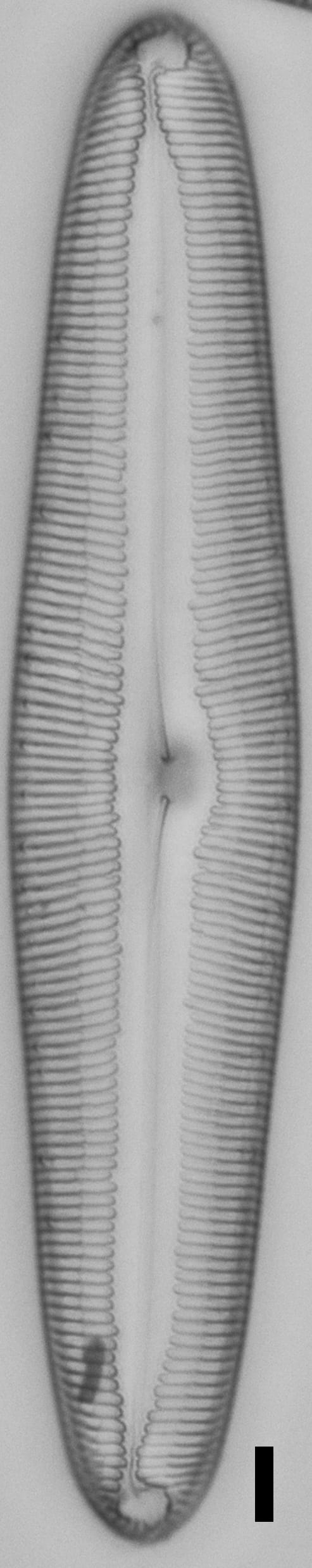 Pinnularia dariana ANSP Boy E 5 19 2