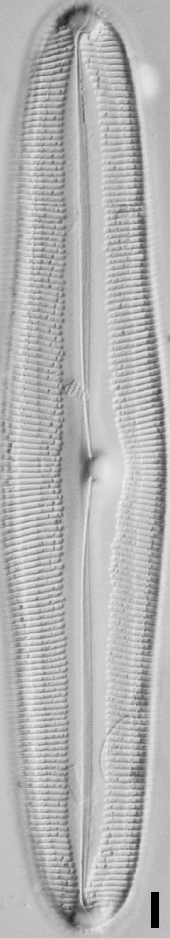 Pinnularia dariana ANSP Boy N 1 14 1