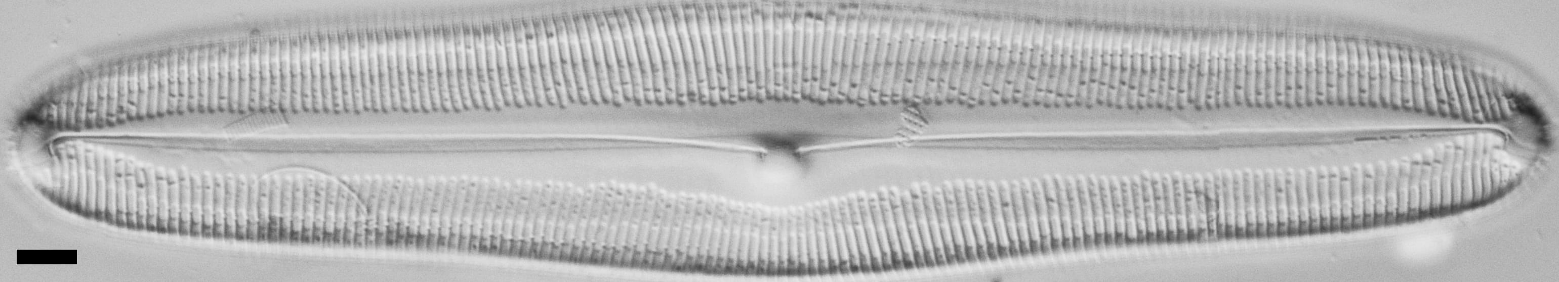 Pinnularia dariana ANSP Boy N 1 14 1