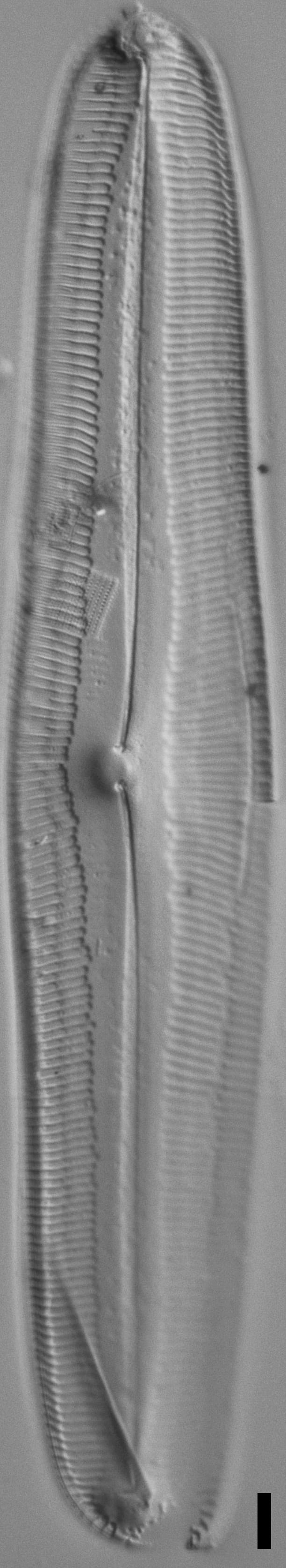 Pinnularia dariana ANSP Boy N 1 14 3