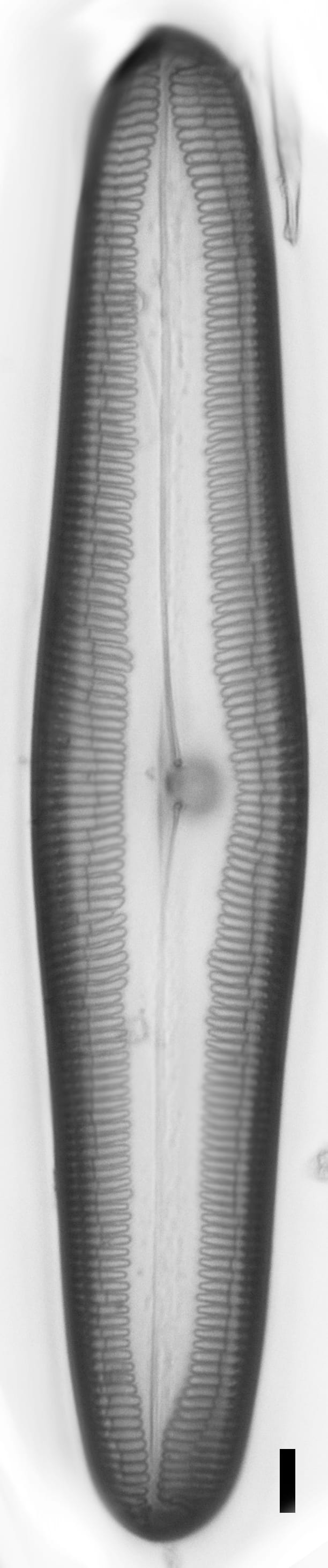 Pinnularia dariana ANSP GC49053b PIN03