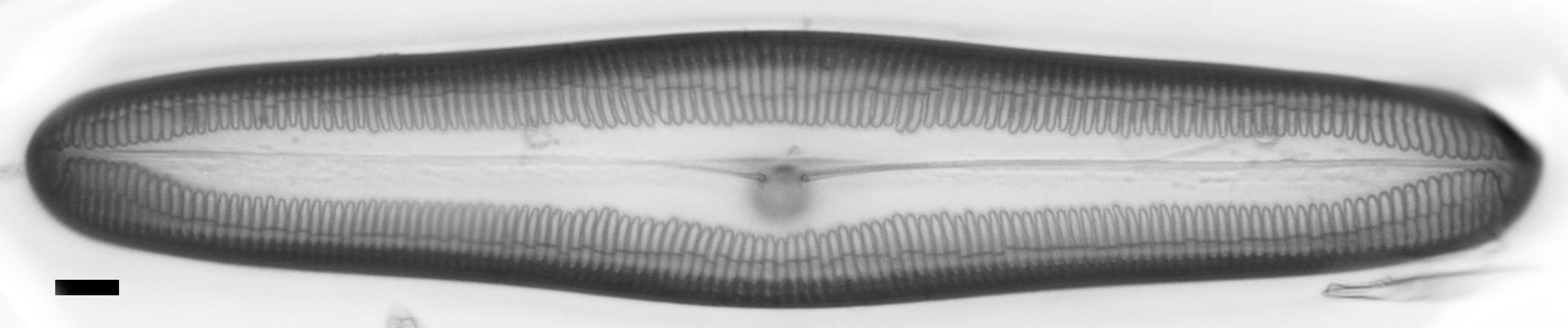 Pinnularia dariana ANSP GC49053b PIN03