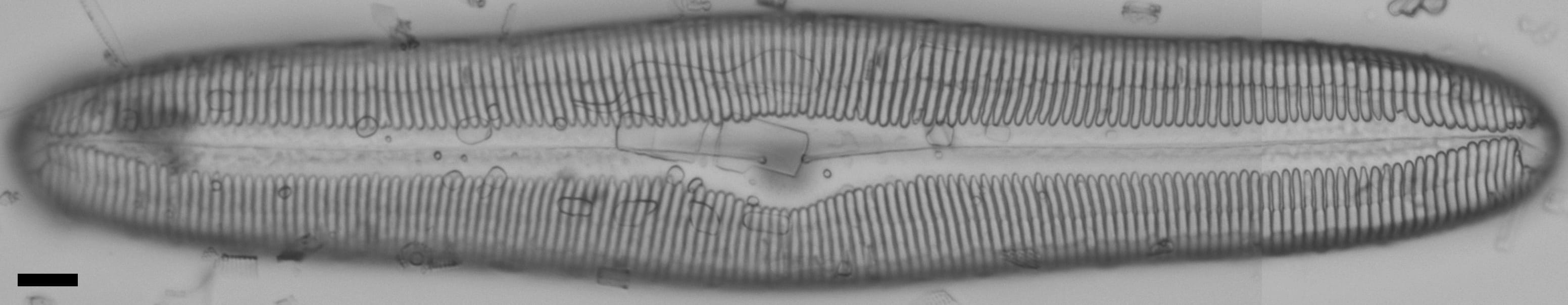 Pinnularia dariana ANSP NJSS0609 1