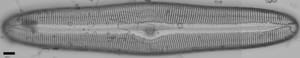 Pinnularia dariana ANSP NJSS0609 1