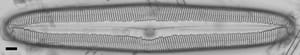 Pinnularia dariana ANSP NJSS0692 1