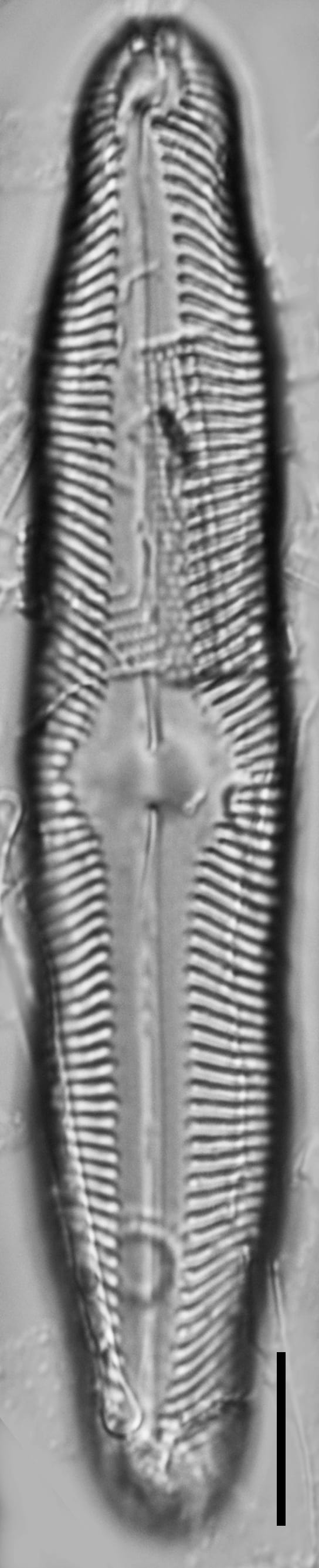 Pinnularia decrescens LM1