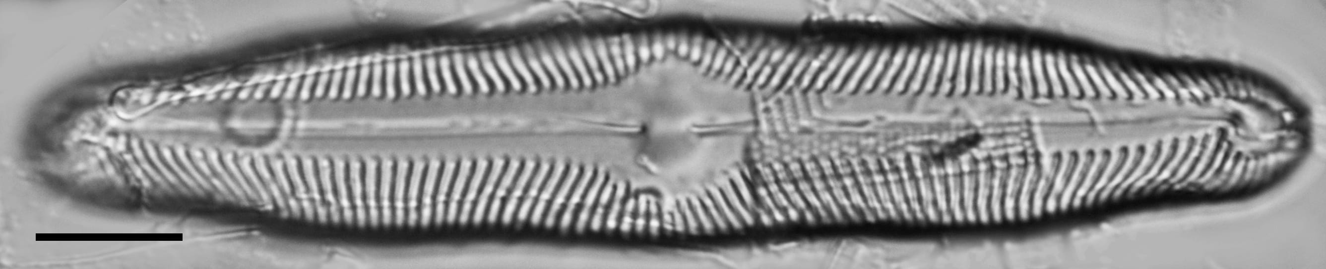 Pinnularia decrescens LM1