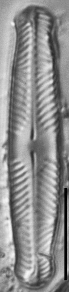 Pinnularia divergentissima subrostrata LM4