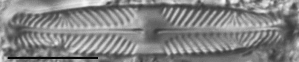 Pinnularia divergentissima subrostrata LM5