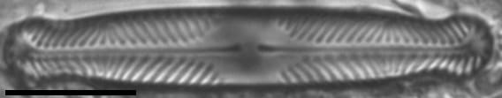 Pinnularia divergentissima subrostrata LM6
