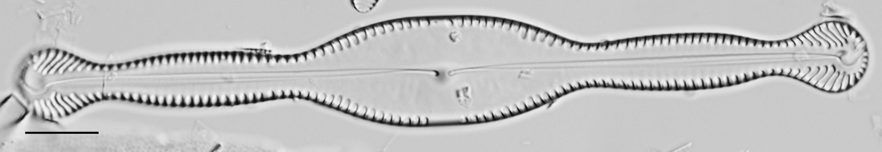 Pinnularia formica LM4