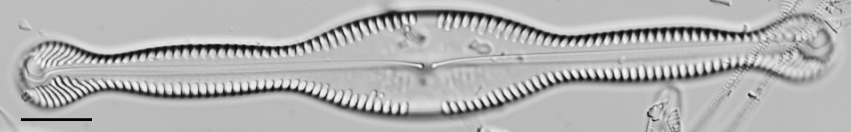 Pinnularia formica LM3